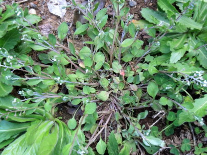 野草図鑑 キュウリグサ