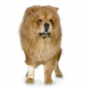 BudgetPetCare - First Aid Kit for pets