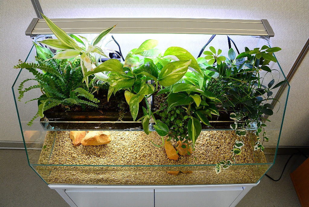 Kotobukiおすすめ商品を使ってみた レグラスポニックス 近日発売 キワメテ 水族館