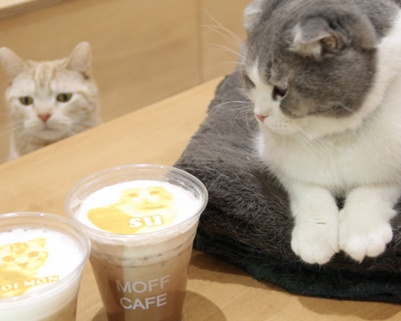 Moff Animal Cafe モフアニマルカフェ 静岡市葵区 アットエス