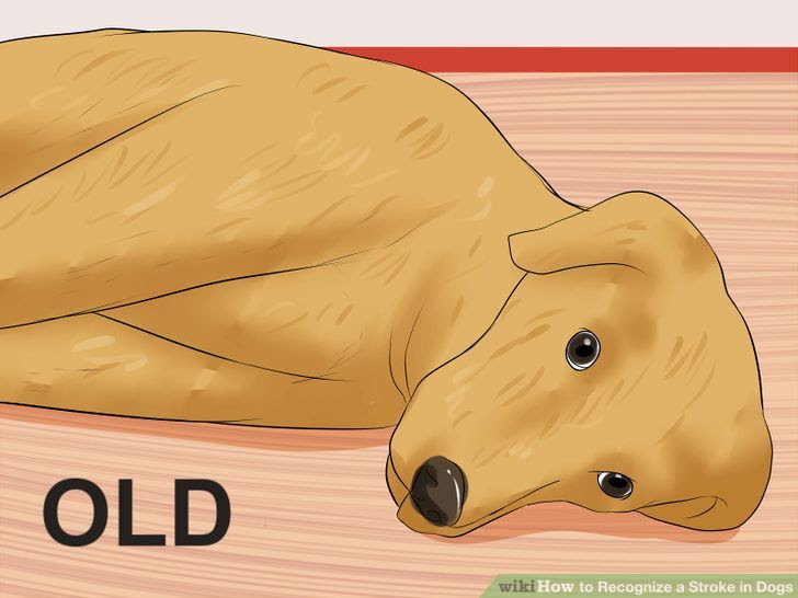 Recognize a Stroke in Dogs Step 11.jpg