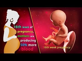 16 Week Fetus Size