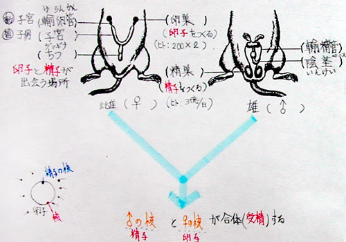 動物のふえ方 中学校理科の授業記録 生物学３年 01年度 Taka