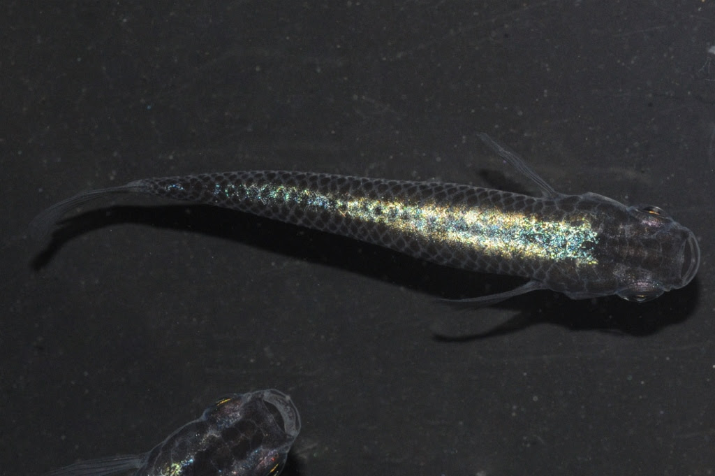 オリジナル黒流星メダカ L メダカ屋 猫飯 ねこまんま 稻田魚 Oryzias Killifish