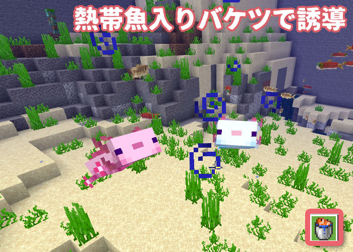 マイクラ ウーパールーパーの生態調査 洞窟アプデで実装されたmob マイクラモール