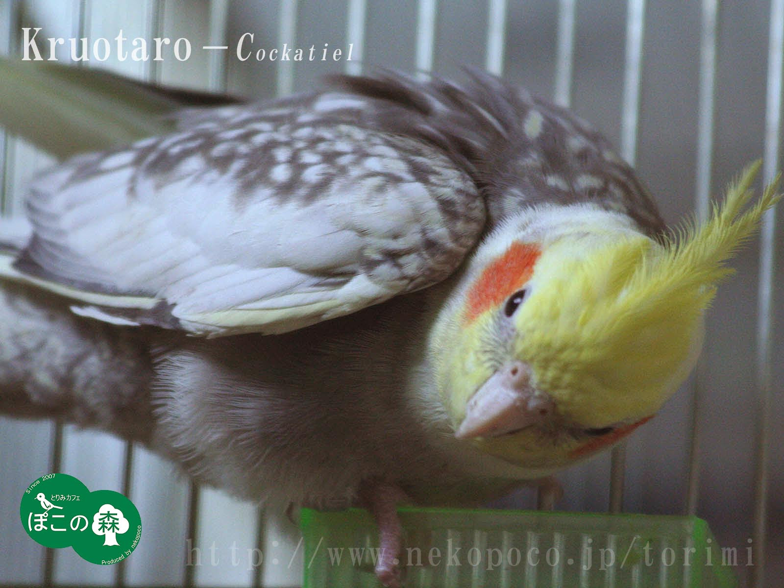 オリジナル壁紙 待受プレゼント オカメインコのくろたろう パールバイド ようこそ とりみカフェ 鳥カフェでの出来事や鳥写真