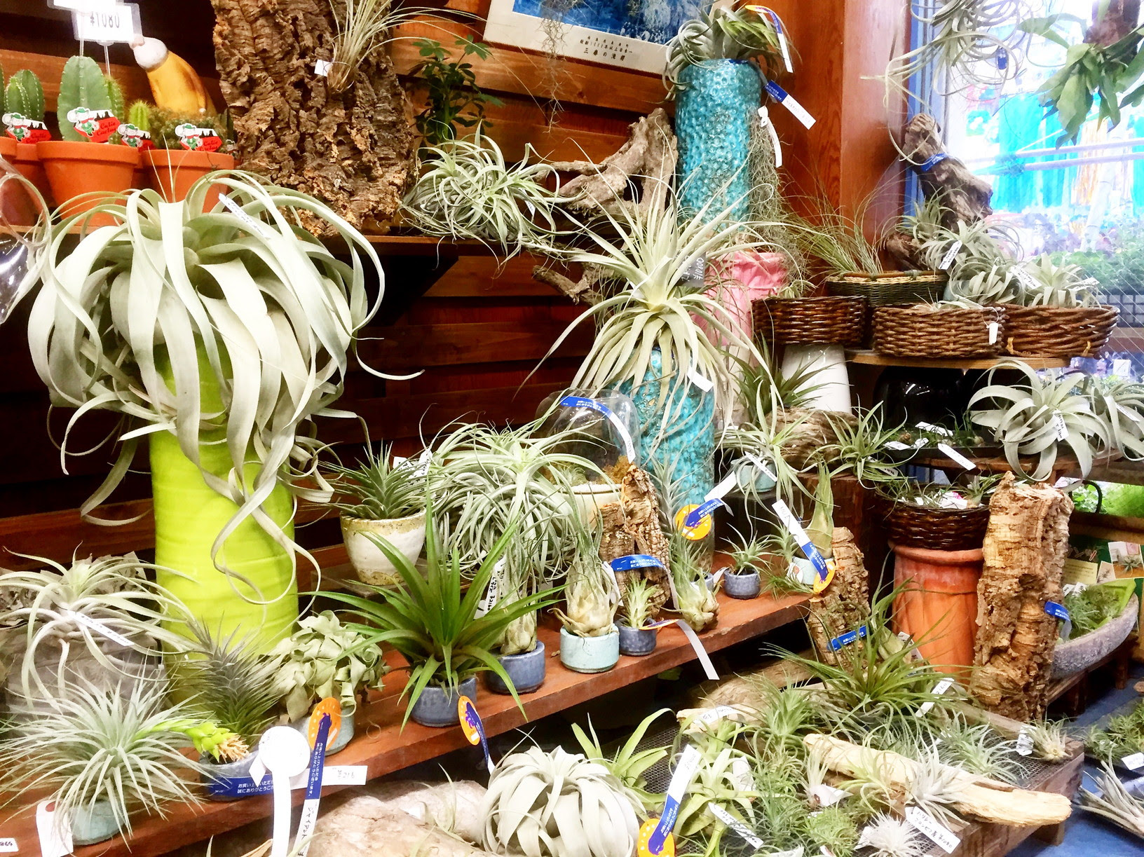 Frontier Plants 基本的なチランジア エアープランツ の育て方 フロンティアプランツ Frontier Plants フロンティア プランツ