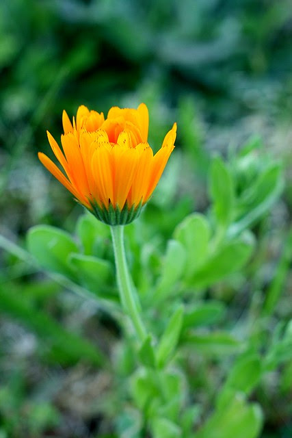 Wildflower | Broadway, Broadway & Grant