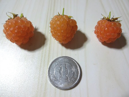 こぴむす屋上果樹園 ラズベリー
