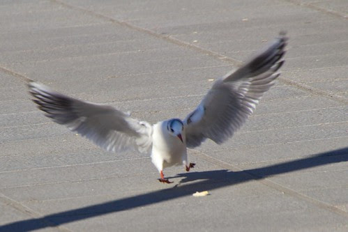 Gaviota sobre el Nervión