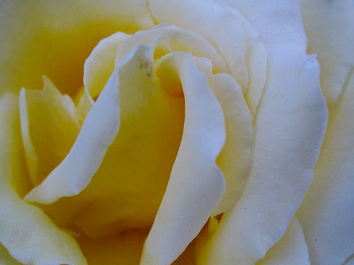 Fading a Tattoo Fade Cream Images.