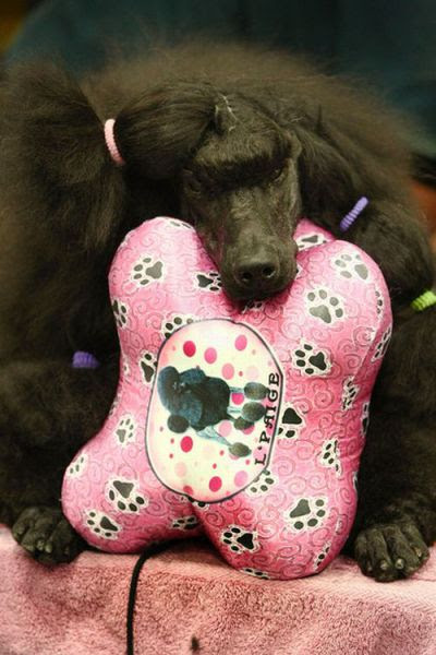 Hilarious Dog Haircuts (49 pics)