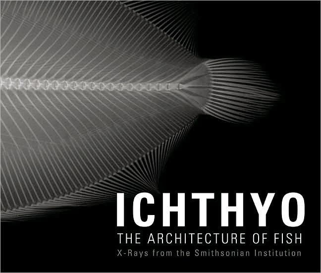 Ichthyo The Architecture Of Fish By Deborah Klochko
