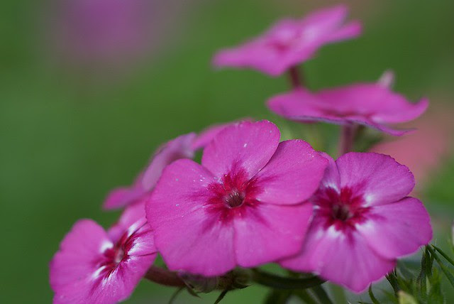 Flowers, Mahabaleshwar