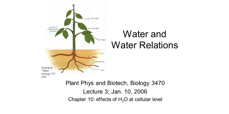 Plant Water Relations Trivia Quiz Test Your Knowledge About Plant Water Relations Quiz Bestfunquiz