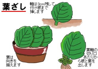 セントポーリアの育て方 ヤサシイエンゲイ