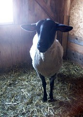 WindsweptMaplesFarm_32710c