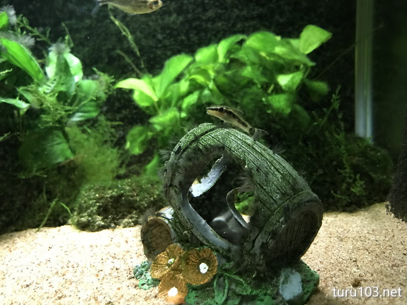 コリドラス とあるギャラリー