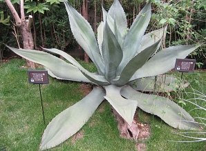 １００年に一度咲く花 といわれるサボテンはこれ ぼちぼち日記