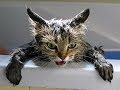 Funny Cats Just Don't Want To Bathe - Funniest Animal Videos Compilation 2018 [BEST OF]
