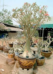 Baru 38+ Adenium Somalense