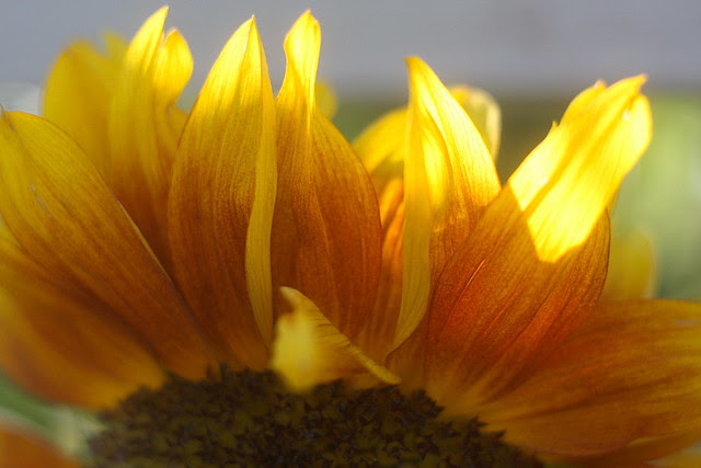 sunflowers, colonel summers park