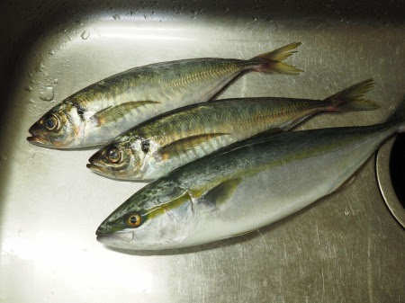 アジとヤズの刺身 庶民の味方ヤズの刺身 魚料理と簡単レシピ