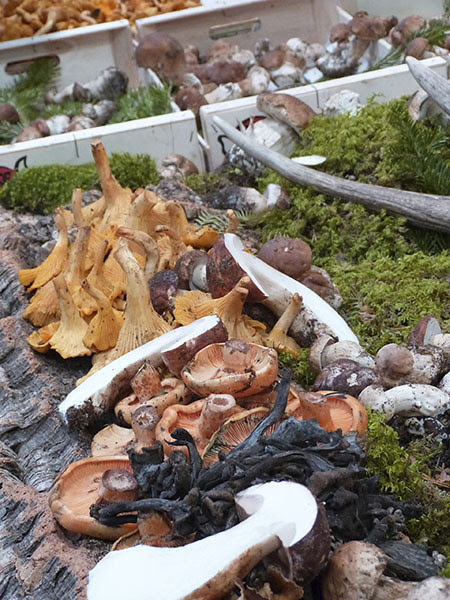 champignons en gros plan