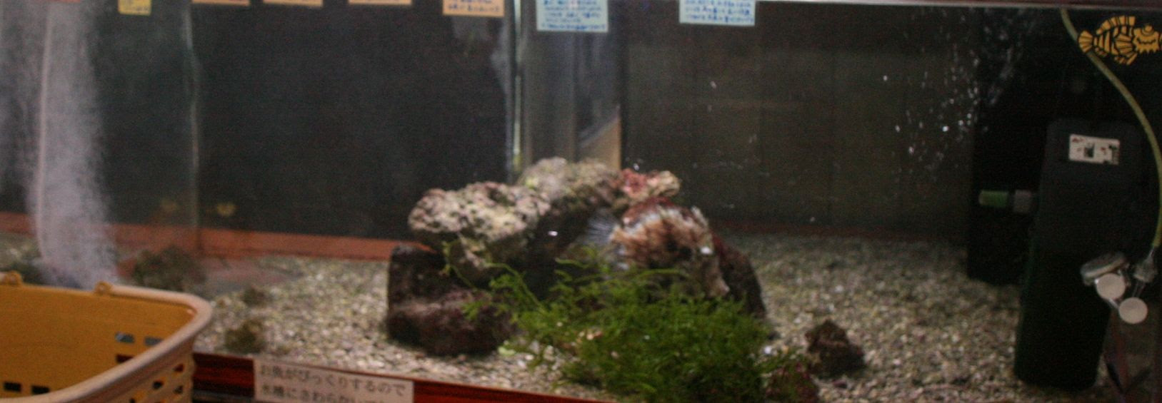 細かな泡をジェットのように吹き出すと 雑学 海水魚のパイオニア 日海センター 日海フィッシュコム