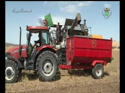 تيارت / نجاح تجربة زراعة الكولزا