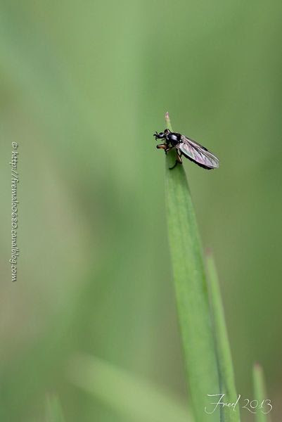 IMG_6663-signée