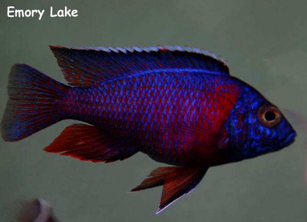 Aulonocara "Clown Ruby Red"