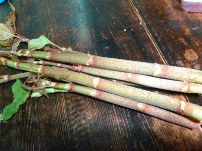 イタドリ 豆狸の狩猟 採集的生活のススメ