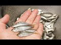 [最も欲しかった] アジ 稚魚 画像 282725-アジ 稚魚 画像