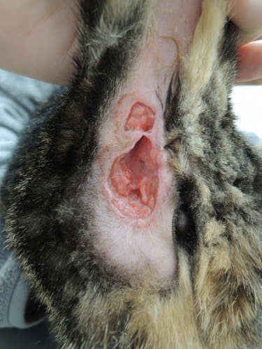 犬猫の肛門嚢炎 肛門嚢破裂 北千里動物病院 大阪府箕面市