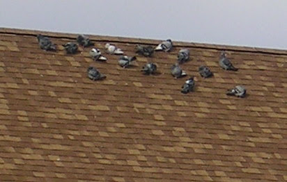 pigeons on roof