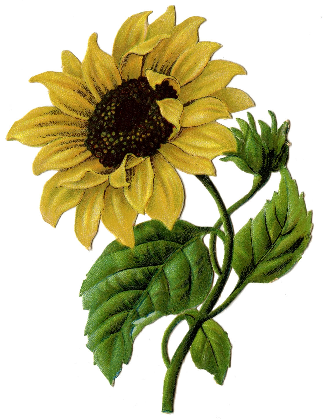 Download Free Vintage Sunflower Cliparts, Download Free Vintage ...