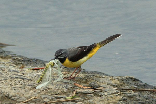 この鳥は何 悠遊と楽しく