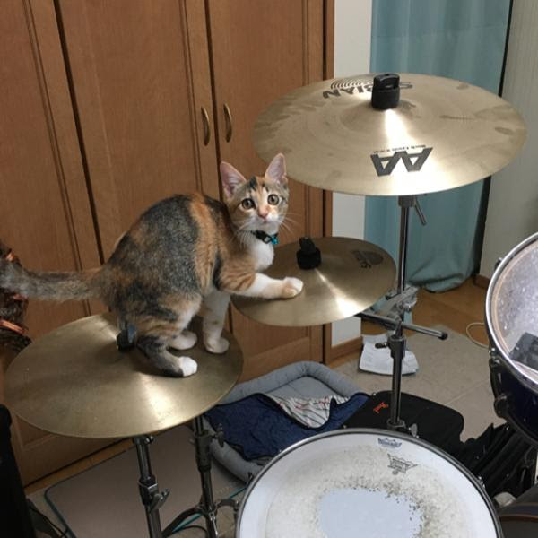 なぜ猫ベッドのすぐそばに置くのかと抗議しに来た ドラムへのボケ ボケて Bokete