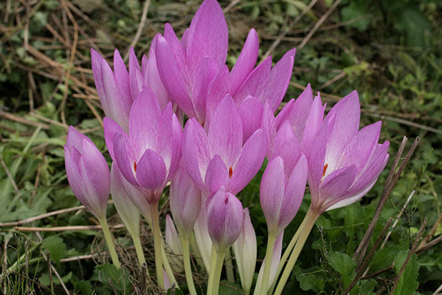 コルチカム 四季の山野草 秋