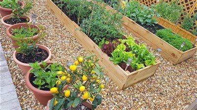 Small Backyard Vegetable Garden Design
