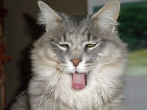 猫の鳴き声 短い時 クルルって泣く時 どんな気持ちや意味がある