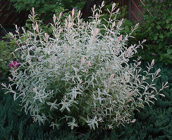 Salix Integra Hakuro Nishiki Dappled Willow One Earth Botanical