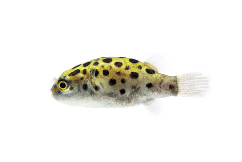 ミドリフグの餌 量や頻度はどれくらい 熱帯魚 淡水魚 海水魚の図鑑