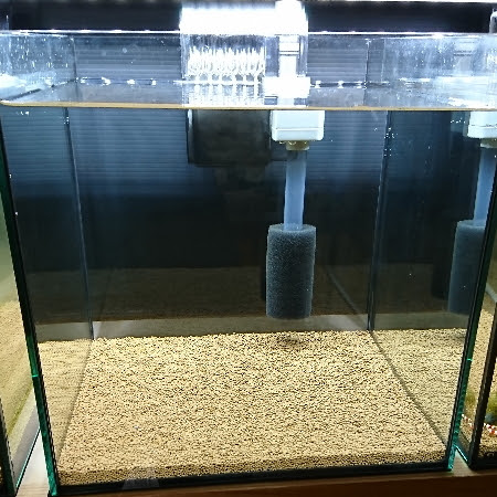 簡単で早い水槽の立ち上げ方法 えびrock