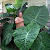 Jack's Giant Elephant Ear