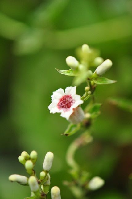 可哀想な名前ですが役に立つ ヘクソカズラ 花いろいろ