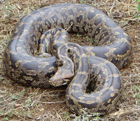 Indian rock python (from the Friends of Snakes Club ).