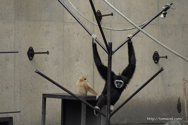 介紹 旭山動物園 的魅力 北海道的人氣觀光資訊 Enjoyjapan 北海道版