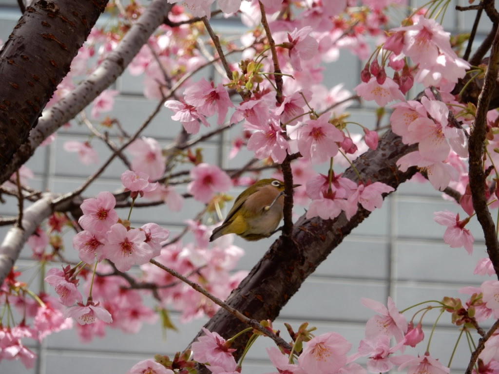 春の鳥 梅に集まる鳥は メジロ 動物ずかん ちょっと面白い動物の知識
